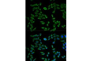 Immunofluorescence analysis of HeLa cells using VAPB antibody. (VAPB anticorps)