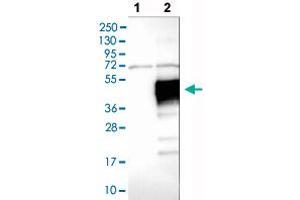 Western blot analysis of Lane 1: Negative control (vector only transfected HEK293T lysate), Lane 2: Over-expression lysate (Co-expressed with a C-terminal myc-DDK tag (~3. (LAIR1 anticorps  (AA 187-287))
