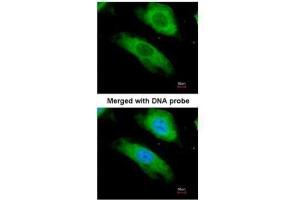 ICC/IF Image Immunofluorescence analysis of paraformaldehyde-fixed HeLa, using NQO1, antibody at 1:200 dilution.