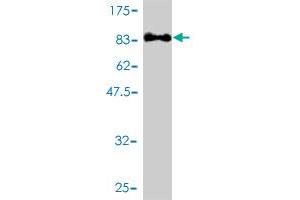 Western Blot detection against Immunogen (91.