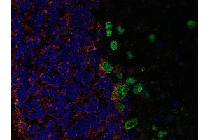 Indirect immunolabeling of PFA fixed, paraffin embedded mouse cerebellum with rabbit anti-GAT 3 (dilution 1 : 500; red) and chicken anti-parvalbumin (cat.
