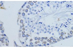 Immunohistochemistry of paraffin-embedded Mouse testis using LMNB1 Polyclonal Antibody at dilution of 1:200 (40x lens). (Lamin B1 anticorps)