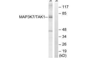 Western blot analysis of extracts from Jurkat cells, treated with heat shock, using MAP3K7 (Ab-187) antibody. (MAP3K7 anticorps  (Thr187))