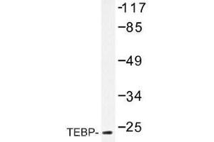 Image no. 2 for anti-Prostaglandin E Synthase 3 (Cytosolic) (PTGES3) antibody (ABIN317783) (PTGES3 anticorps)