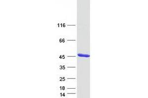 Validation with Western Blot