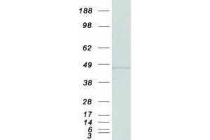 Validation with Western Blot