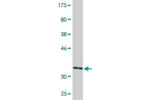 Western Blot detection against Immunogen (36.