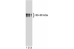 Western blot analysis of human CD110