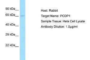 Host: Rabbit Target Name: PCDP1 Sample Tissue: Human Hela Whole Cell Antibody Dilution: 1ug/ml (Primary Ciliary Dyskinesia Protein 1 (PCDP1) (C-Term) anticorps)