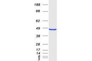 Validation with Western Blot