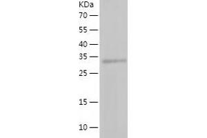 Western Blotting (WB) image for Low Density Lipoprotein Receptor-Related Protein Associated Protein 1 (LRPAP1) (AA 29-360) protein (His-IF2DI Tag) (ABIN7123789)