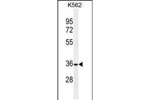 Western blot analysis in K562 cell line lysates (35ug/lane). (FOXI3 anticorps  (AA 157-186))