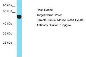 Host: Rabbit Target Name: Prkcd Sample Type: Mouse Testis lysates Antibody Dilution: 1. (PKC delta anticorps  (N-Term))