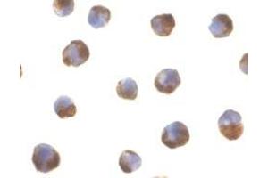 Immunocytochemistry of caspase-5 in P815 cells with AP30200PU-N caspase-5 antibody at 2 μg/ml.