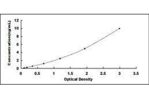 ELISA image for Cytochrome P450, Family 11, Subfamily B, Polypeptide 2 (CYP11B2) ELISA Kit (ABIN431453)
