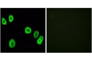 Immunofluorescence (IF) image for anti-G Protein-Coupled Receptor 18 (GPR18) (AA 191-240) antibody (ABIN2890869) (GPR18 anticorps  (AA 191-240))
