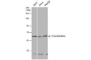 WB Image Various whole cell extracts (30 μg) were separated by 7.