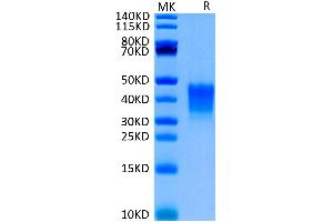 Biotinylated Human CD7 on Tris-Bis PAGE under reduced condition.
