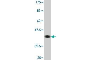 Western Blot detection against Immunogen (36.