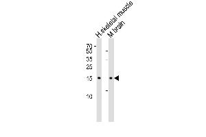 Western blot analysis of lysates from human skeletal muscle and mouse brain tissue lysate(from left to right), using CFL2 Antibody (C-term) (ABIN6243137 and ABIN6577407). (Cofilin 2 anticorps  (C-Term))
