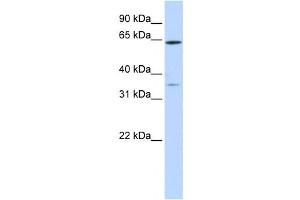 Western Blotting (WB) image for anti-Tripartite Motif Containing 45 (TRIM45) antibody (ABIN2458737) (TRIM45 anticorps)