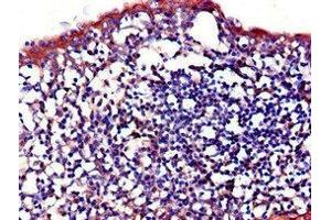 Immunohistochemistry of paraffin-embedded human tonsil tissue using ABIN7156864 at dilution of 1:100