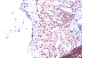 Immunohistochemistry of paraffin-embedded human liver tissue using ABIN7163250 at dilution of 1:100 (PTDSS1 anticorps  (AA 1-35))