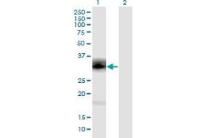Western Blot analysis of PENK expression in transfected 293T cell line by PENK monoclonal antibody (M04), clone 9E7. (Enkephalin anticorps  (AA 1-267))