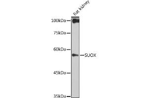 Western blot analysis of extracts of Rat kidney, using SUOX antibody (ABIN7270628) at 1:1000 dilution. (SUOX anticorps)