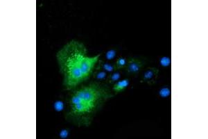 Immunofluorescence (IF) image for anti-ClpP Caseinolytic Peptidase, ATP-Dependent, Proteolytic Subunit Homolog (E. Coli) (CLPP) antibody (ABIN1497535)