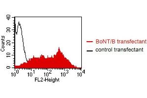 FACS analysis of BOSC23 cells using GR-3G7.