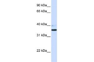 WB Suggested Anti-B3GALT1 Antibody Titration:  0.