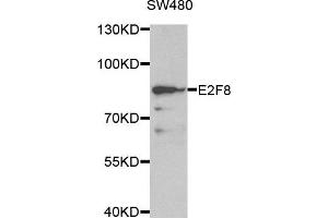 Western blot analysis of extracts of SW480 cell line, using E2F8 antibody. (E2F8 anticorps)