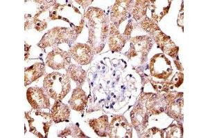 Immunohistochemical analysis of paraffin-embedded mouse kidney section using SPHK1 antibody; Ab was diluted at 1:100 dilution.