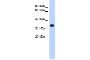 Western Blotting (WB) image for anti-Actin-Related Protein T1 (ACTRT1) antibody (ABIN2459543)