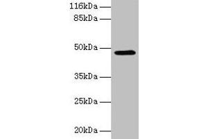 Western blot All lanes: E2F2 antibody at 2 μg/mL + 293T whole cell lysate Secondary Goat polyclonal to rabbit IgG at 1/10000 dilution Predicted band size: 48 kDa Observed band size: 48 kDa (E2F2 anticorps  (AA 1-83))
