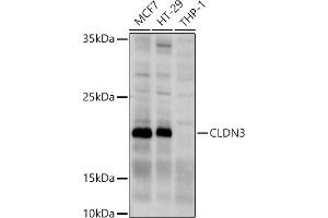 Western blot analysis of extracts of various cell lines, using CLDN3 antibody (ABIN3017039, ABIN3017040, ABIN3017041, ABIN1679261 and ABIN6219930) at 1:1000 dilution. (Claudin 3 anticorps)