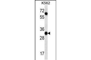 Western blot analysis in K562 cell line lysates (35ug/lane). (PI15 anticorps  (N-Term))
