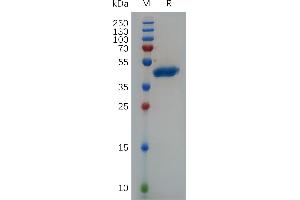 Human VEGFA Protein, hFc Tag on SDS-PAGE under reducing conditions.