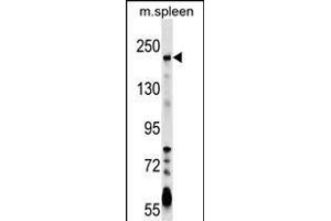 NEO1 Antibody (Center) (ABIN1538561 and ABIN2849343) western blot analysis in mouse spleen tissue lysates (35 μg/lane). (NEO1 anticorps  (AA 657-685))
