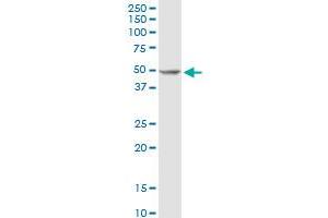 anti-Polymerase (DNA Directed), delta 2, Accessory Subunit (POLD2) (AA 1-469) antibody