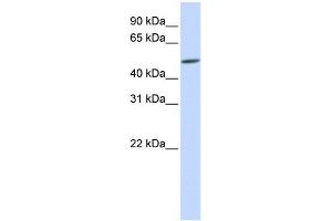 WB Suggested Anti-EVX2 Antibody Titration:  0. (EVX2 anticorps  (Middle Region))