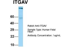 Host: Rabbit  Target Name: ITGAV  Sample Tissue: Human Fetal Heart  Antibody Dilution: 1. (CD51 anticorps  (C-Term))