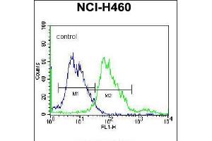 Flow cytometric analysis of NCI-H460 cells (right histogram) compared to a negative control cell (left histogram). (BEND4 anticorps  (N-Term))