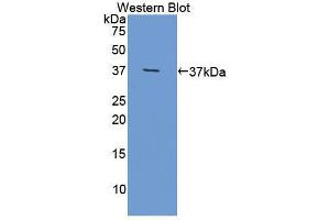 Western blot analysis of recombinant Mouse OLFM4.