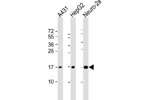 All lanes : Anti-RPL22 Antibody (C-term) at 1:2000 dilution Lane 1: A431 whole cell lysate Lane 2: HepG2 whole cell lysate Lane 3: Neuro-2a whole cell lysate Lysates/proteins at 20 μg per lane. (RPL22 anticorps  (C-Term))