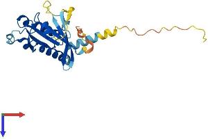 AlphaFold protein structure predicition of Human Recombinant RABL2B Protein, UniprotID Q9UNT1
