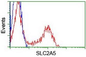 Image no. 4 for anti-Solute Carrier Family 2 (Facilitated Glucose/fructose Transporter), Member 5 (SLC2A5) antibody (ABIN1498472)