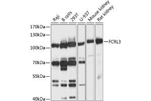 Western blot analysis of extracts of various cell lines, using FCRL3 antibody (ABIN6132037, ABIN6140559, ABIN6140561 and ABIN6214710) at 1:1000 dilution.