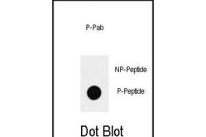 Dot blot analysis of anti-Phospho-SOX2-S83 Antibody (ABIN390034 and ABIN2839784) on nitrocellulose membrane.